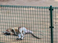 -石家庄市动物园