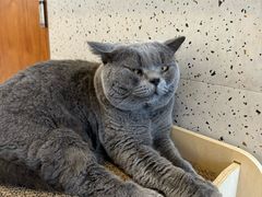 -有猫主题·治愈系猫咖(曾厝垵店)