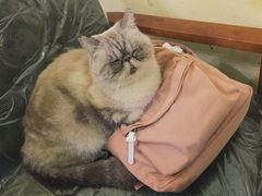 -猫色咖啡·猫咖