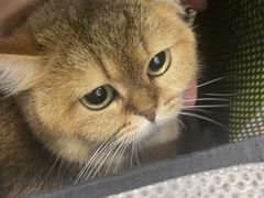 -安安宠医宠物医院·异宠·犬猫内科(岳阳分院)