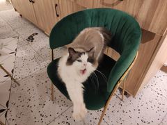 -喵喵咪呀布偶猫咖(春熙路店)
