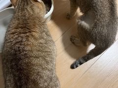 -御宝贝·A梦猫科宠物医院(国际猫友好医院)