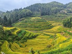 -紫鹊界梯田景区
