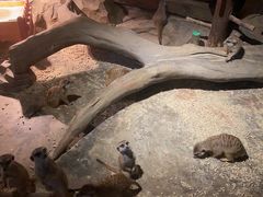 -绿色星球动物主题公园