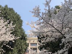 -武汉大学-樱园