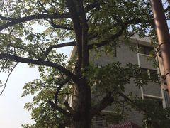 iphone_upload_pic-黄埔古港