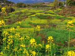 -桑洲油菜花景区