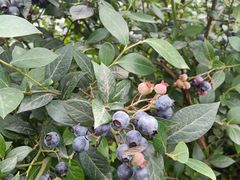 -金谷域澳洲庄园