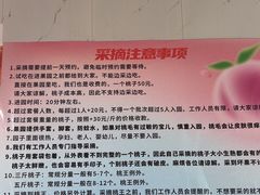 -老袁家蜜桃农场·阳山水蜜桃