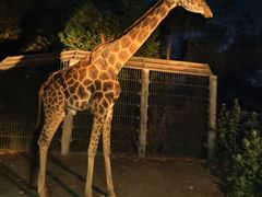 -清迈夜间动物园