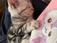 -艾吉宠物医院·疑难杂症转诊中心·猫友好(碧江路院)