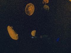 -上海海洋水族馆