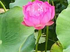 -莲花池公园