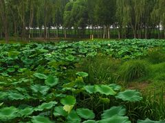 -东郊湿地公园