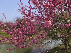 -花开海上生态园