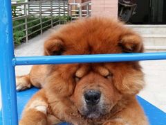 -伟伟宠物医院·CT影像中心·瑞派犬猫综合性门诊(汉口总院)