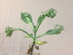 -揭西擂茶(龙华店)