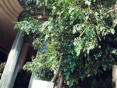 -新都绿城喜来登酒店大堂吧