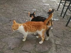 小野猫-裸心谷·裸心味餐厅