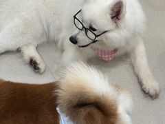 -共舞时光猫咖·狗咖(新街口店)
