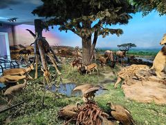 -国家自然博物馆