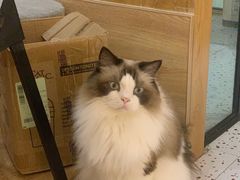 -滚猫咖啡·猫咖·猫友好撸猫(未来城店)