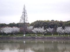 -高东镇樱花园