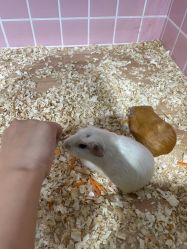 -Moni星球萌宠·小马宝莉·灵蛇·高端高阶全萌宠互动体验俱乐部(红豆国际广场店)