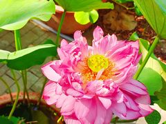 -莲花池公园
