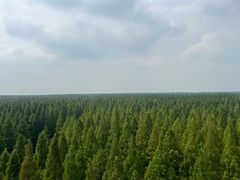 -黄海国家森林公园