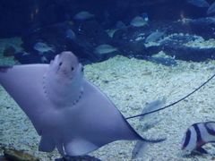 -烟台海昌鲸鲨海洋公园