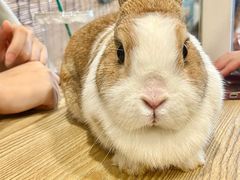 -楼上猫咖(罗湖店)