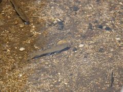 -碓臼峪自然风景区