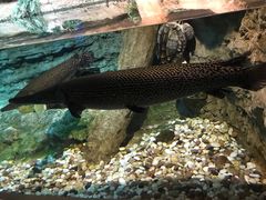 -迪拜水族馆及水下动物园