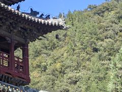 -报恩寺(平武县)