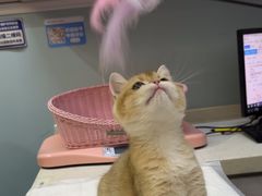 -纳吉亚猫专科动物医院·北北分院