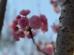 -天适樱花悠乐园