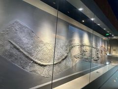 -安徽省地质博物馆