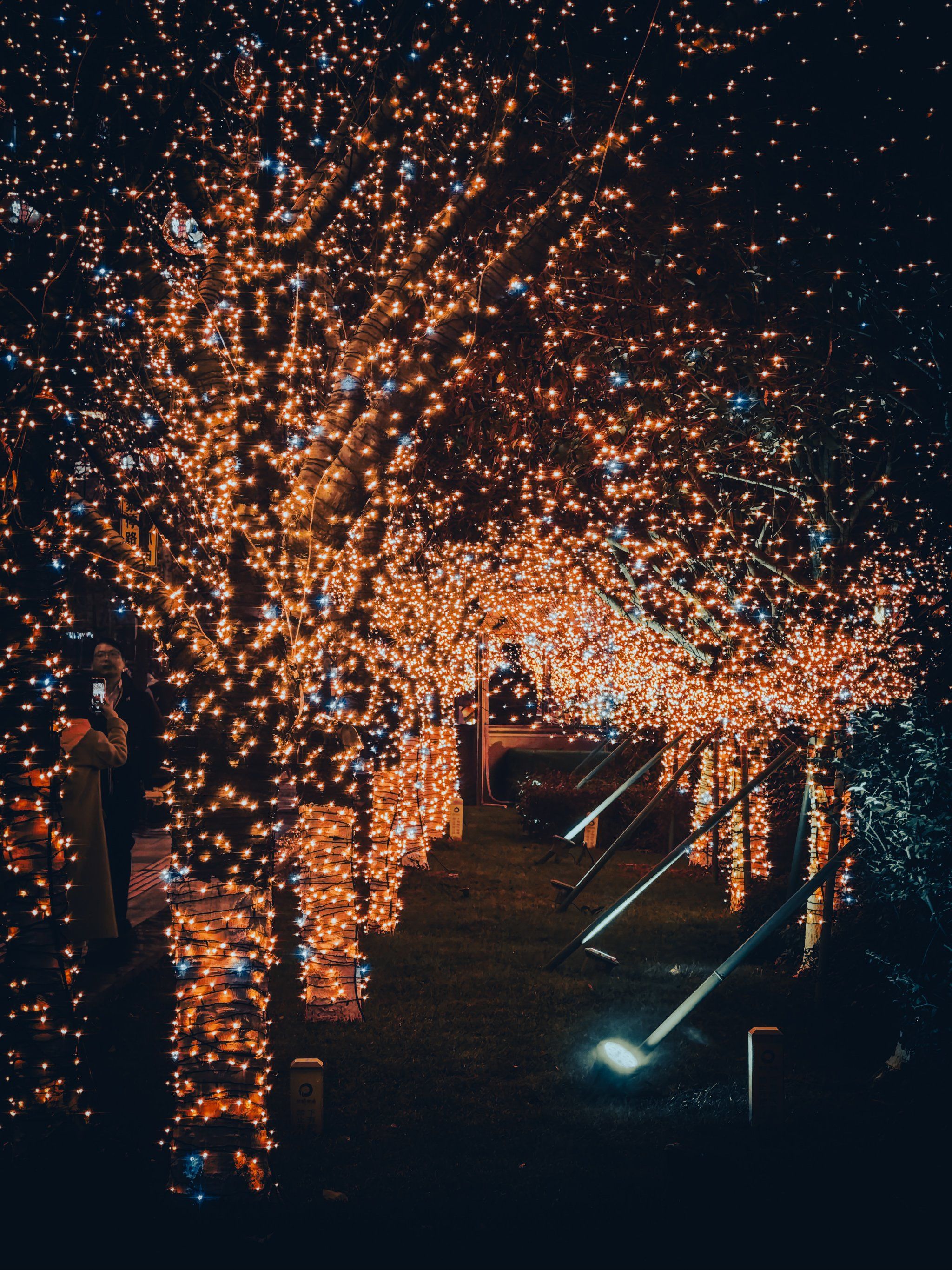 城市摄影|这满树的灯光犹如天上的星光