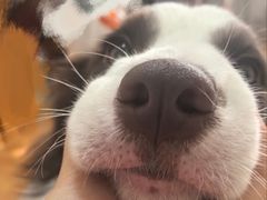 -瑞派宠物医院·犬猫全科·猫友好(宾水西道店)