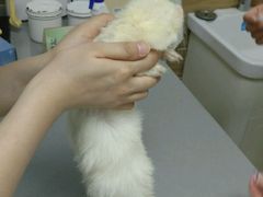 -爱侣宠医·鹦鹉专科·小型哺乳类·异宠专科(灵石路店)