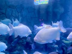 -多彩贵州城极地海洋世界