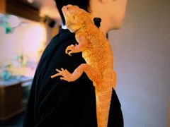 -帕帕拉兹宠物(亚洲旗舰店)