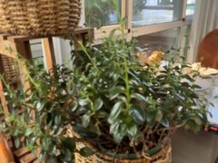 -慢丽江·云南野生菌土鸡锅(西山店)