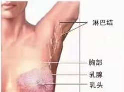 -香薇妮丝·定制减肥·身材管理