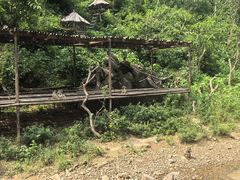 -西双版纳原始森林公园