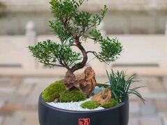 -桂林市花鸟市场