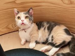 -Bastet sally猫舍购宠(静安店)