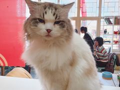 -猫小院猫主题餐厅(南锣旗舰店)