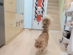 -猫十亿·布偶金渐层·曼基康矮脚猫舍(青年路店)
